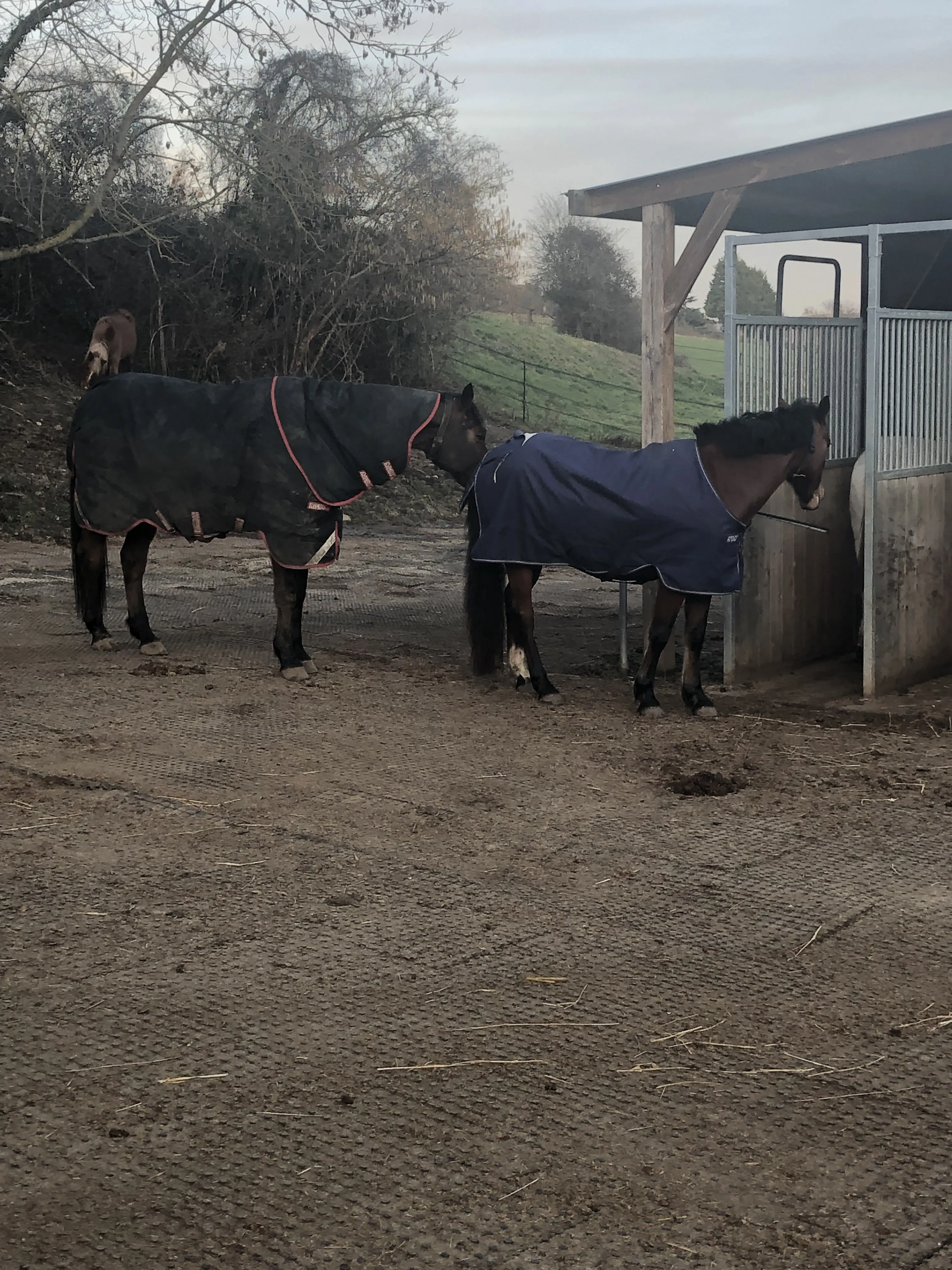 Ici, les chevaux font la queue pour se nourrir. 