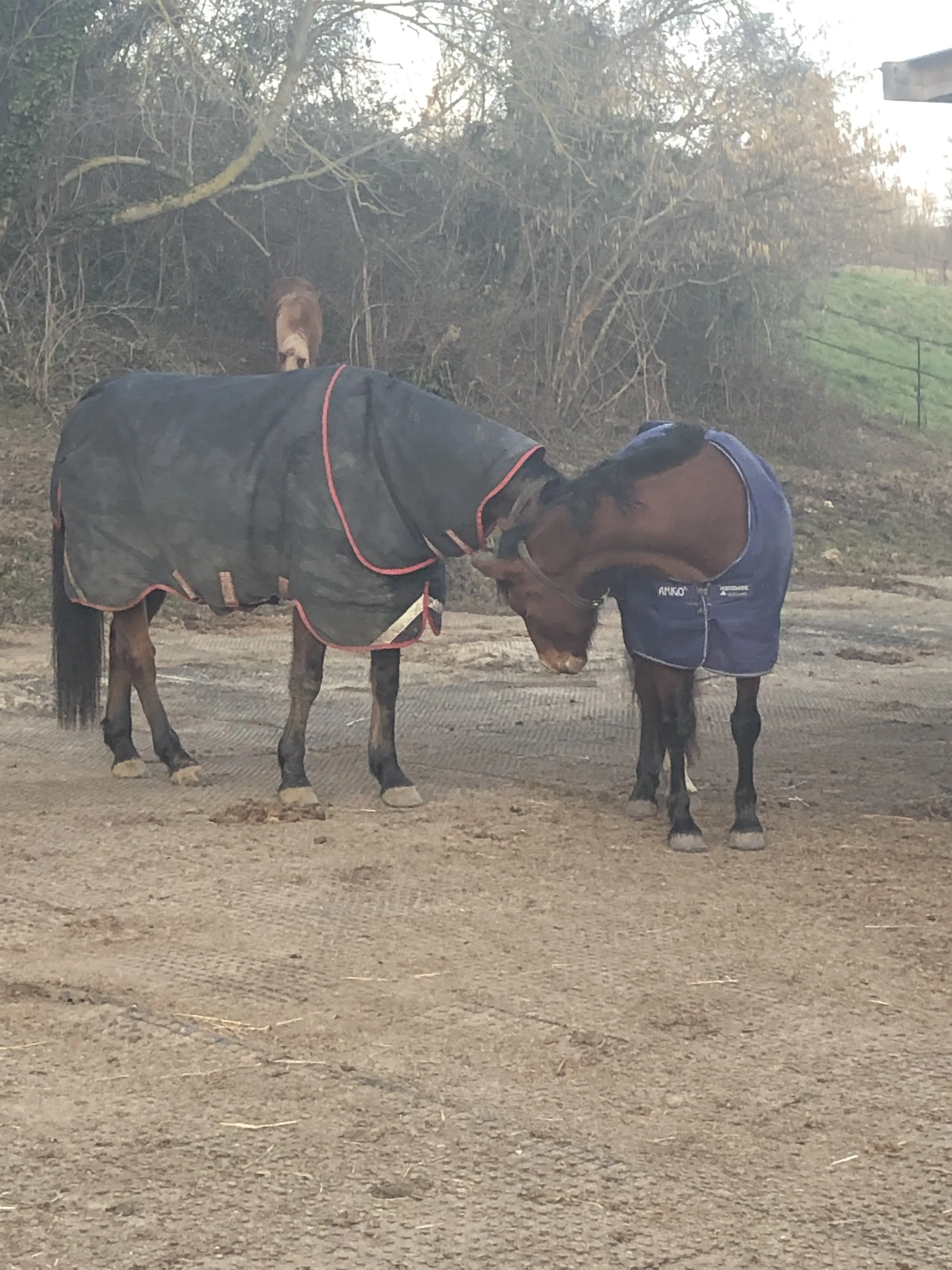 Dans de telles installations, les chevaux peuvent profiter de liens sociaux. 