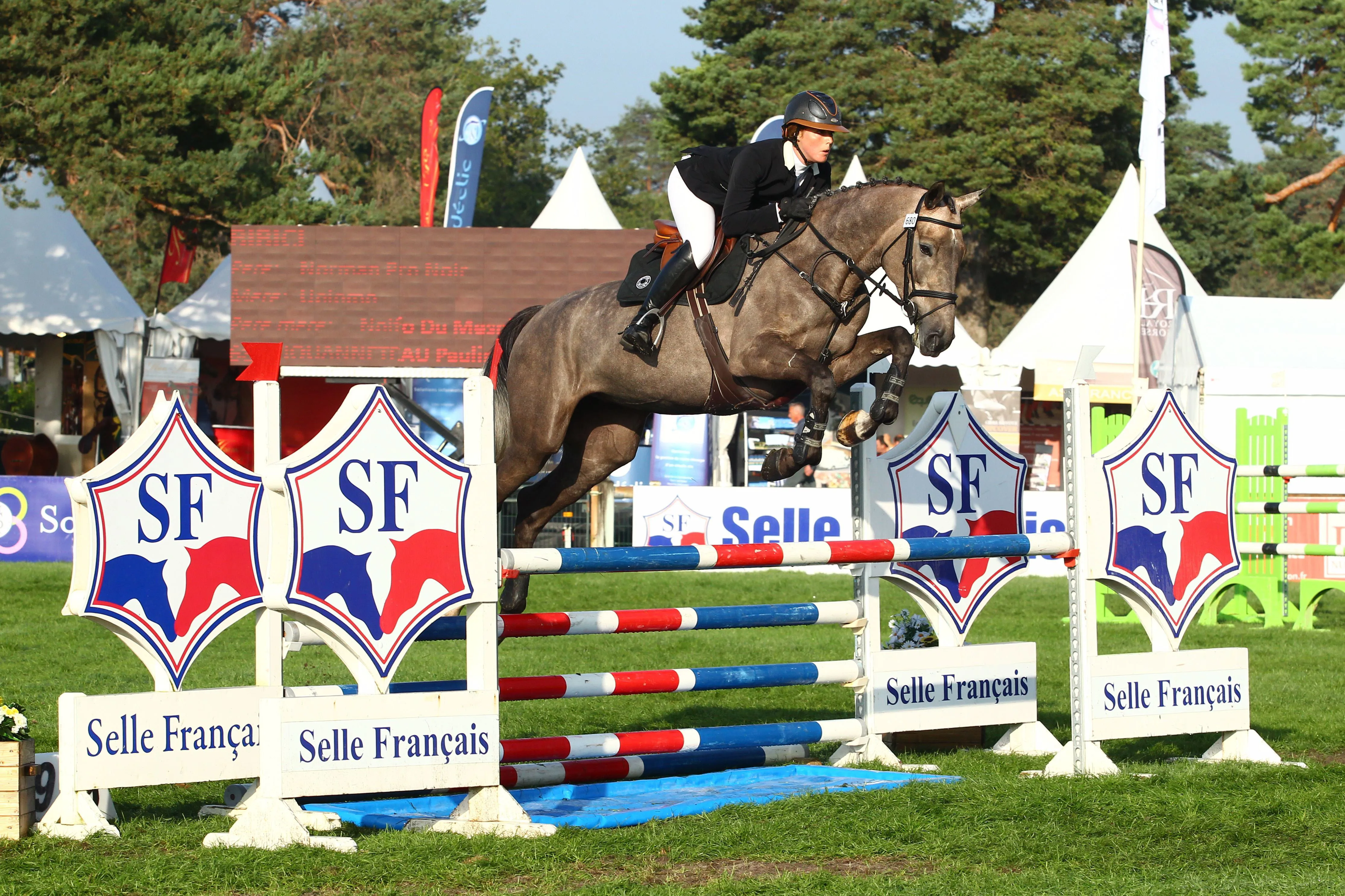 Sous la selle de Pauline Jouanneteau, Bibici a fait ses gammes à quatre ans, terminant quatrième du championnat de France des juments. 
