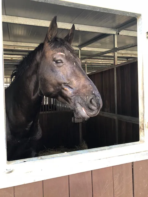 Pris en charge à la clinique vétérinaire d'Hattersheim, Sankt Anton souffre de brulures au premier degré.