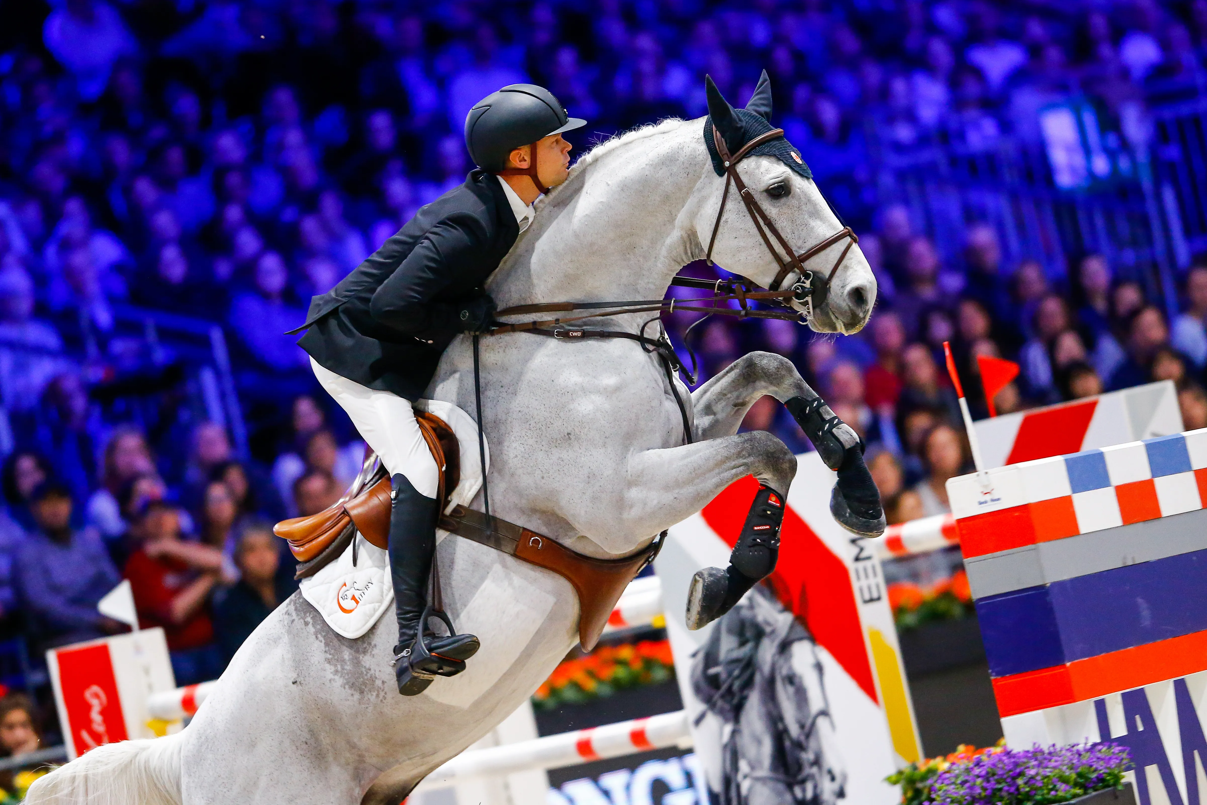Après la vente de Gran Cru van de Rozenberg, Garfield de Tiji des Templiers a été projeté sur le devant de la scène l'an dernier.
