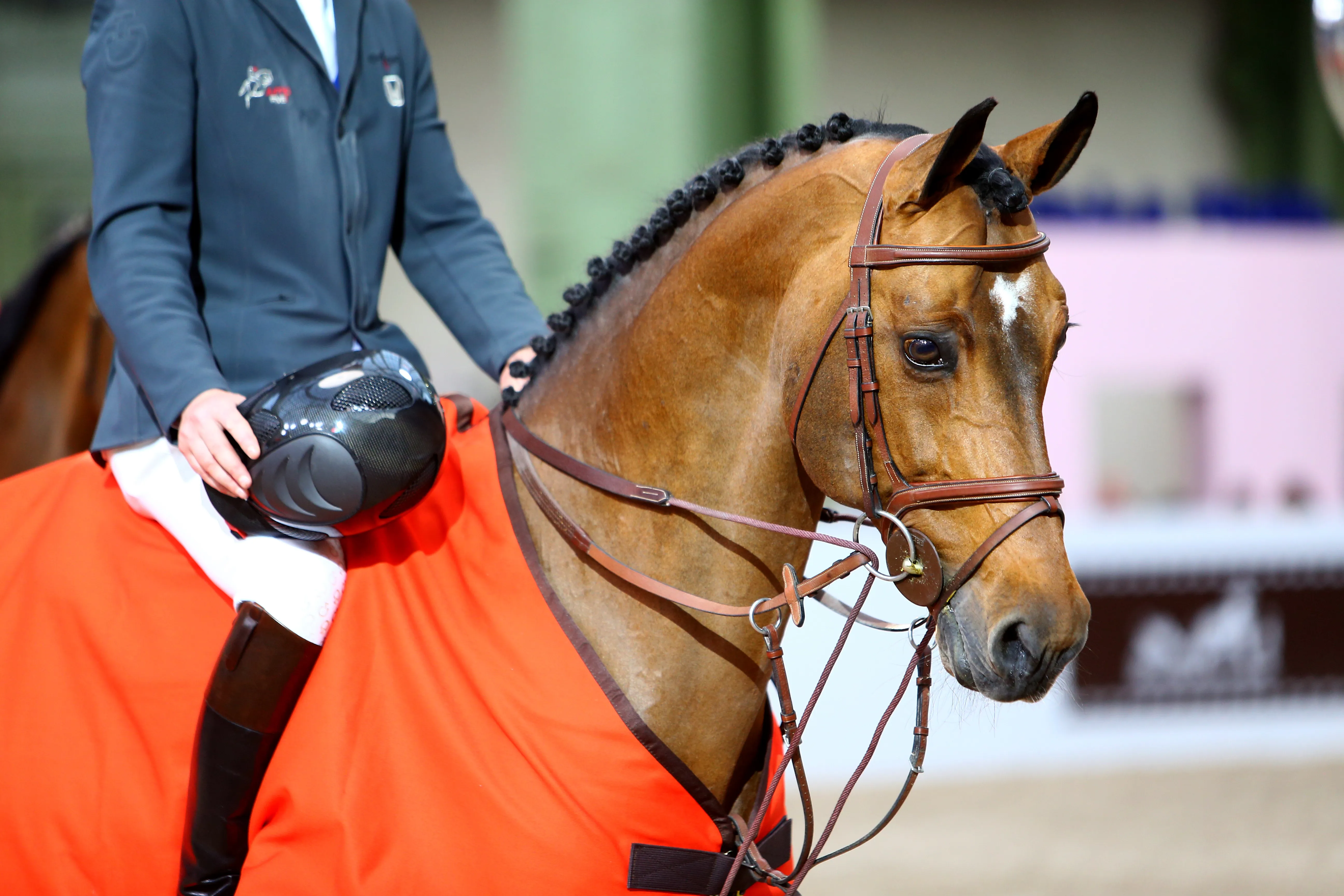 Carinjo 9*HDC, un étalon au look hors du commun.