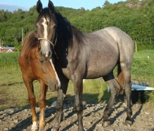 À droite, Dana Blue à un an chez ses éleveurs Paul et Jenny Bocken.