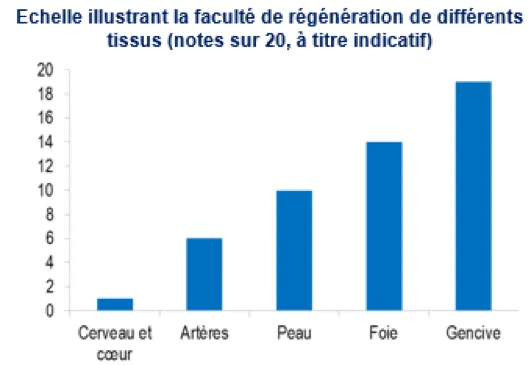 La gencive est l’organe qui a la meilleure capacité de régénération