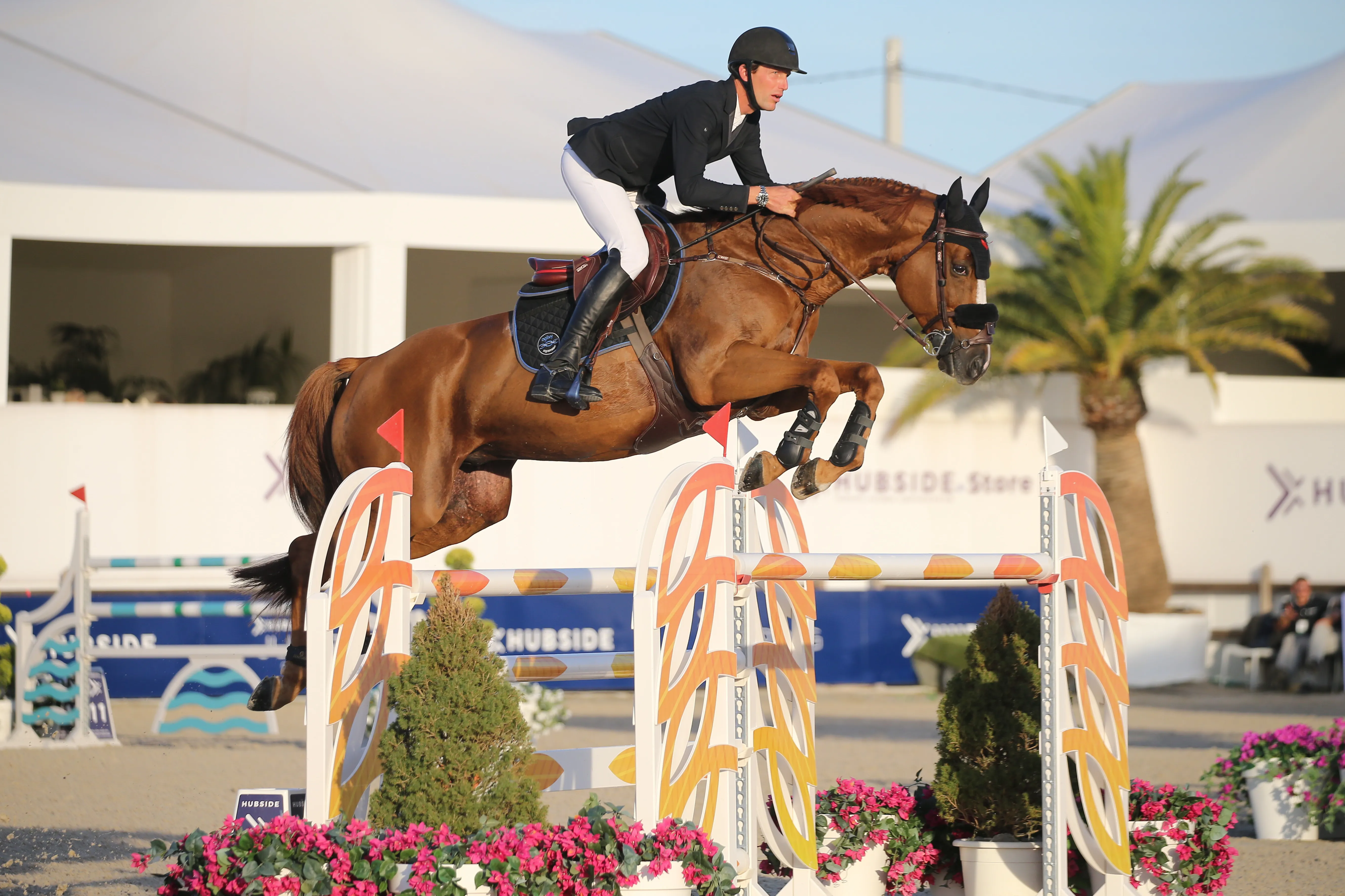 Meilleur cheval du Français, Viking d'la Rousserie a désormais atteint une maturité qui laisse entrevoir de belles choses. 