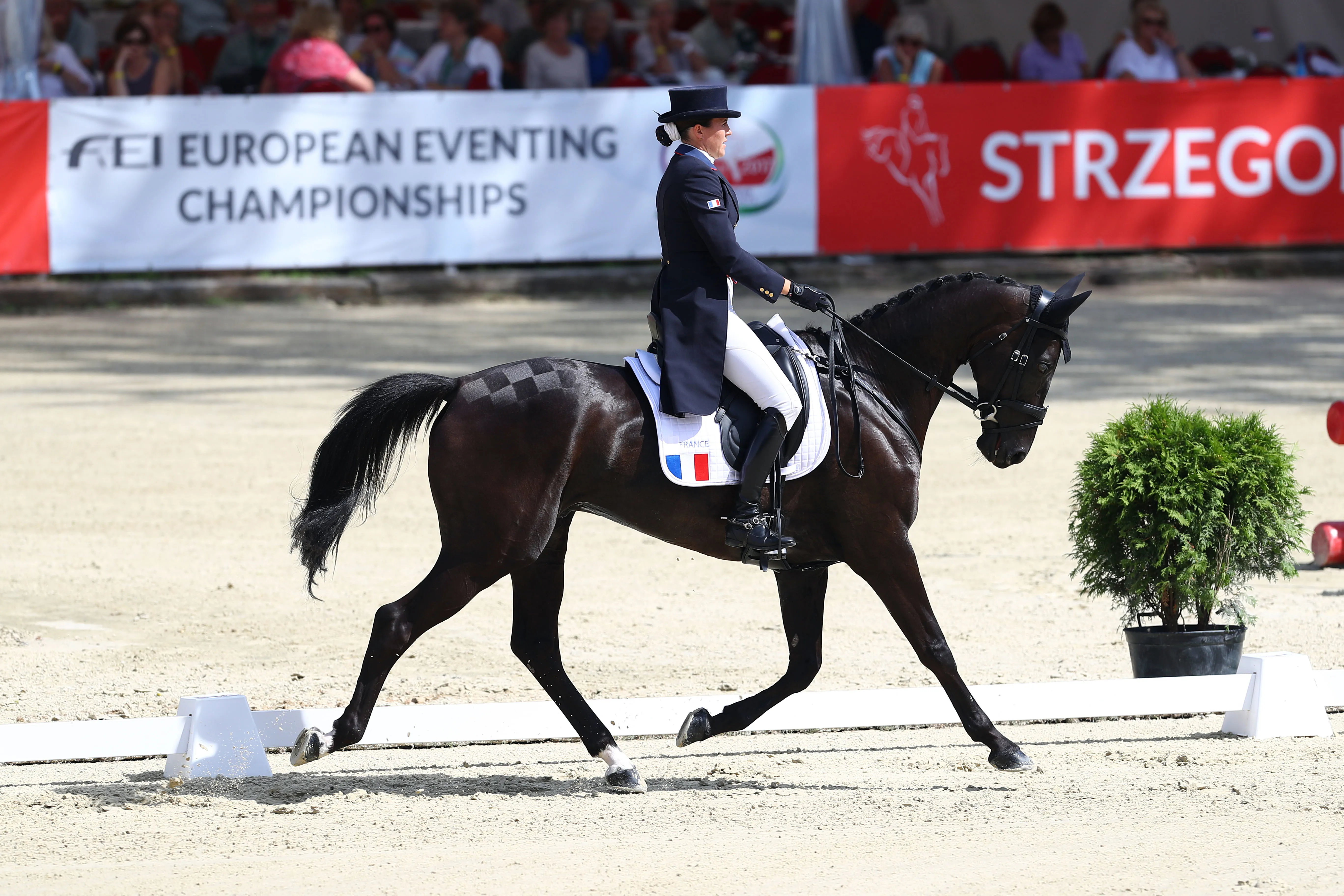 Également arrêté pendant un an en raison d’une tendinite à un antérieur, Traumprinz, qui avait accompagné Gwendolen aux championnats d’Europe Longines de Strzegom en 2017, a lui aussi retrouvé la compétition en fin de saison passée.