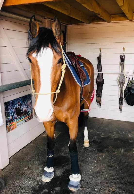 Cheppetta est arrivée dans les écuries de Kevin Staut au retour du Sunshine Tour de Vejer de la Frontera. © Collection privée