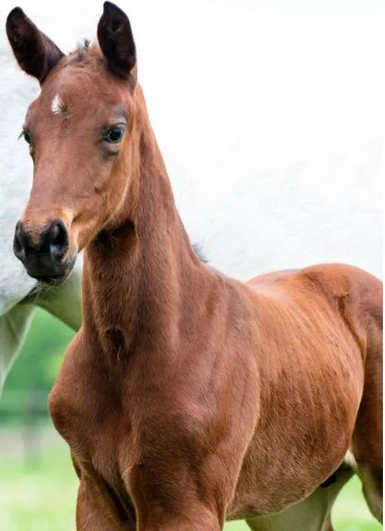 Charlie's Talent Z (Chacco-Blue x Kannan)