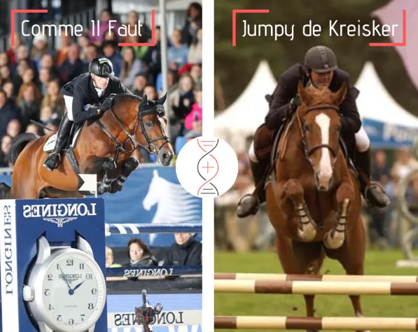 Lot 5 : Poulain à naître - Femelle - Comme Il Faut avec Dourga de Kreisker, sœur de Quito de Kerglenn Grand Prix 1.60m et Shana de Kerglenn classée Grand Prix 1.50m-1.60m, également fille de Jumpy de Kreisker, performeuse 1.60m !