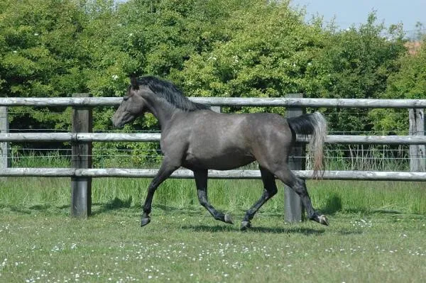 Arqana de Riverland, jeune, dans un pré du Haras des Princes