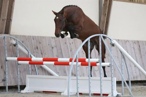 By Ceira d'Ick au saut en liberté à deux ans et demi