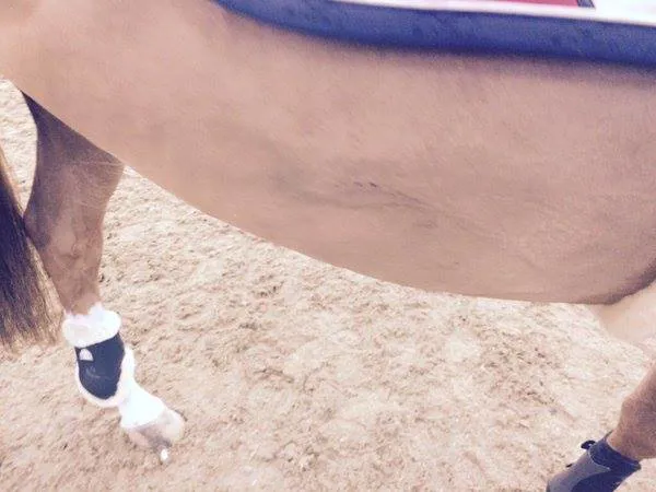 Sur cette photo prise par le groom de Quiet Easy, la trace sur le flanc de Quiet Easy ne semble pas évidente.