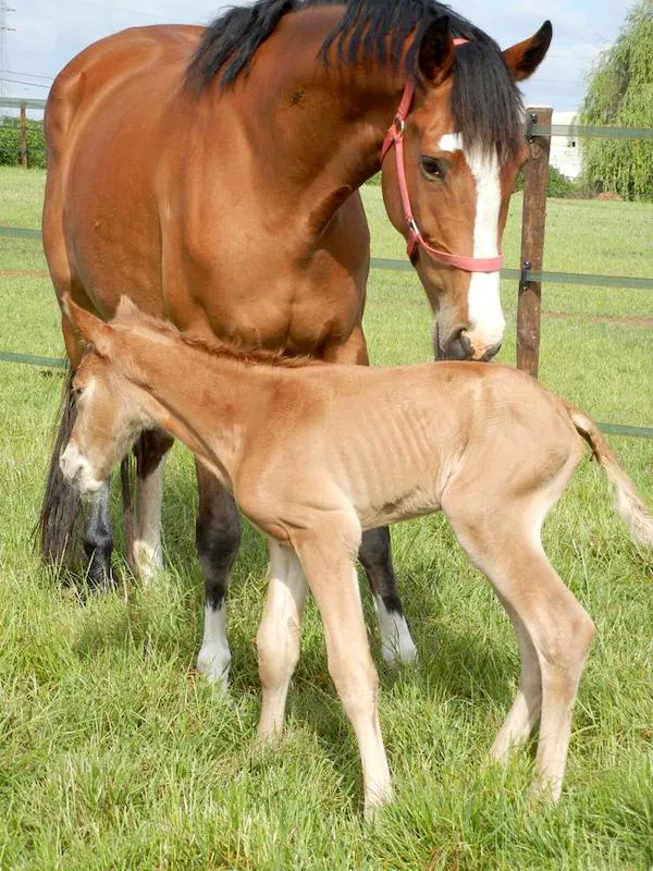 Gancia avec sa pouliche, Louise van het Dalemhof, née en 2011.