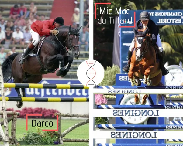 Lot 19 : Rare embryon par Darco avec la sœur de Querido du Tillard CSI5*1 60m avec René Lopez et nièce de 5 performers 1.50m-1.60m dont Mic Mac du Tillard gagnante Coupe du Monde, Viking du Tillard 4ème par équipe aux Jeux Olympiques, et Cabdula du Tillard
