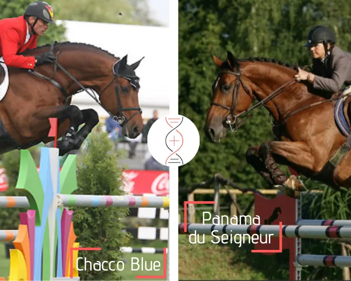 Poulain à naître en 2023 - ESTIMÉ FEMELLE Chacco Blue x Panama du Seigneur