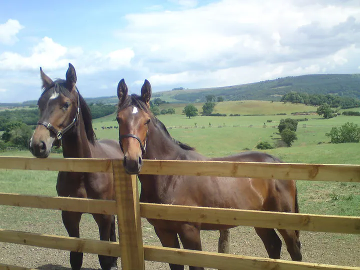 Ici à droite, Mount St John Freestyle n'est encore qu'une pouliche aux côtés de Mount St John Front Row. 