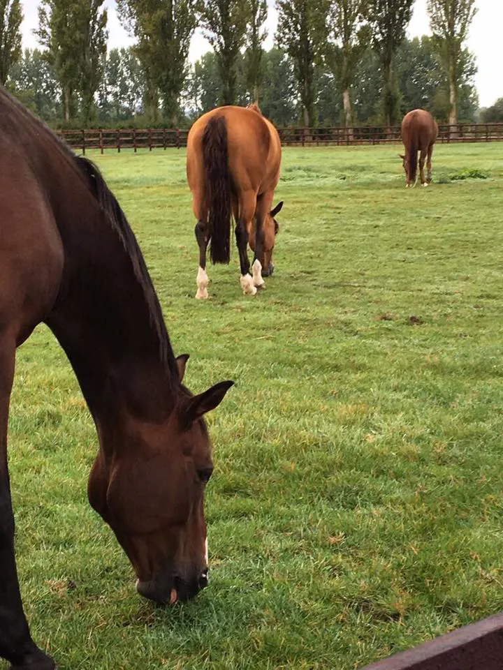 Estoy Aqui et Ornella Mail partagent maintenant le même pré !