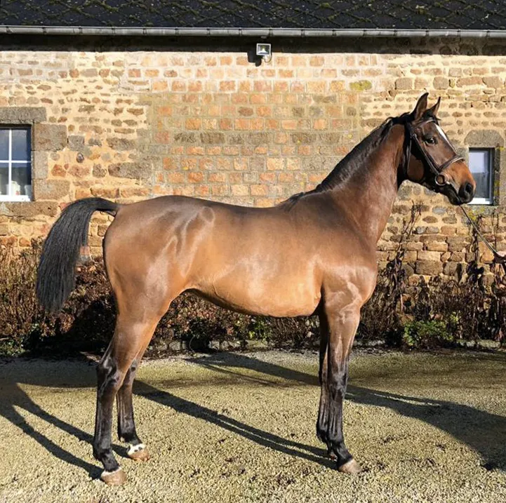 Happy de Coquerie, demi-frère de Coquin.