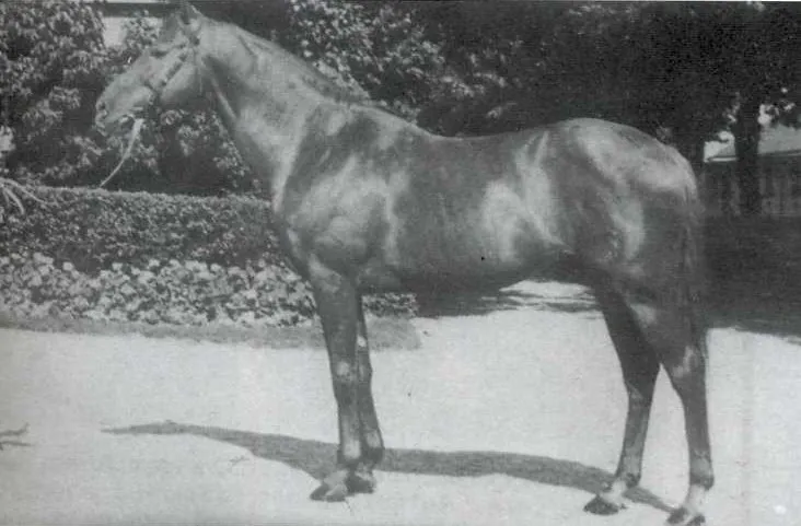 Popof, pilier de l'élevage vendéen, a été plusieurs fois en tête de liste au palmarès des pères de gagnants en jumping.