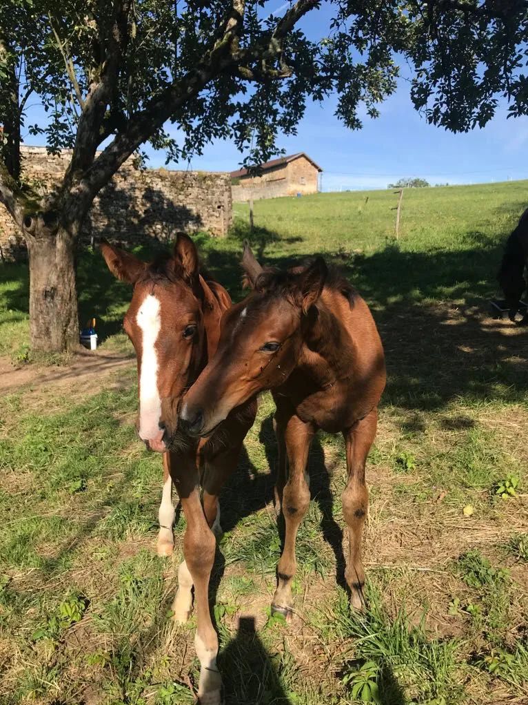 Poulains, Il Jump du Sornin et Illusion du Sornin ont partagé la même mère après la mort de celle du premier. 