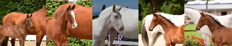 De gauche à droite : n°1, n°4, n°5, n°7, n°10