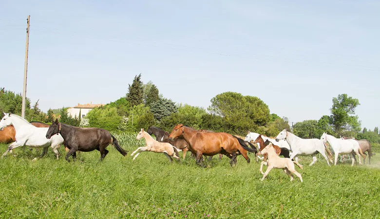 Quatre-vingt dix poulains sont attendus cette année