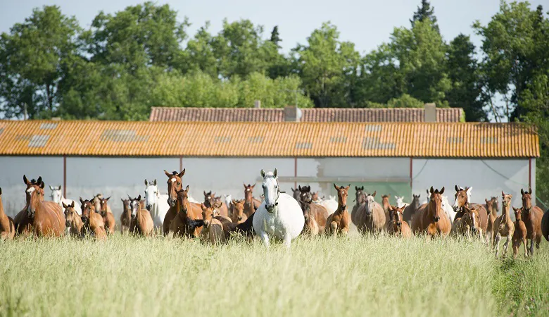 Cent quarante poulinières foulent les champs de l'elevage Massa