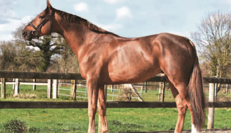 Champion des étalons Selle Français de trois ans en 2017, Eldorado d’Elle a été approuvé au Stud-book Zangersheide fin février.