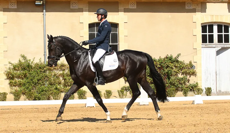 L'étalon Dartagnan de Béliard vice-champion de France