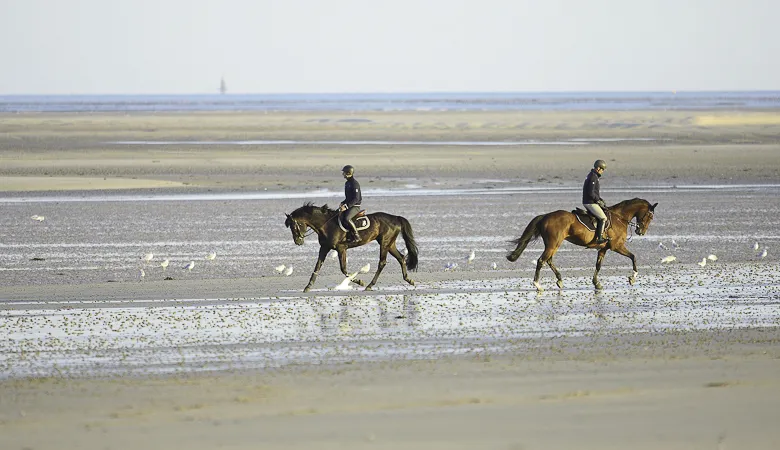 La plage, un aspect capital pour la mise en forme des chevaux.