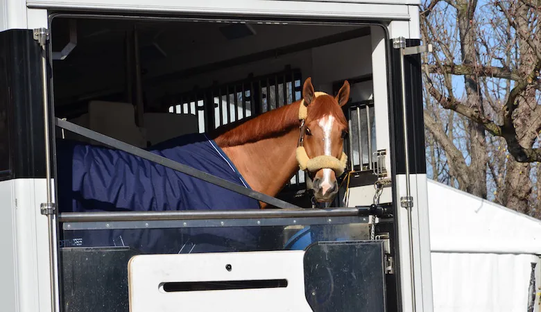 Après quatre heures de route, Nuage Bleu, le cheval de Pilar Lurecia Cordon, a retrouvé Paris.