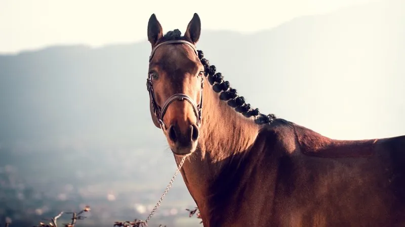 Latin Lover (Glenfiddich et Harmony par Cardento)