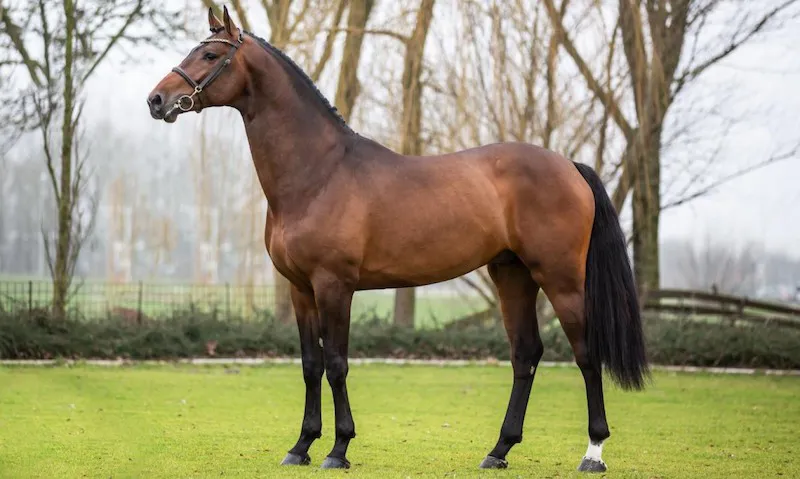 Shou a notamment engendé Gueb, un fils de Canturo vendu aux Pays-Bas et approuvé par le stud-book KWPN. Il se nomme désormais L’extrême BH.