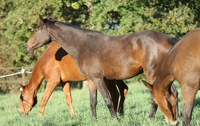 Née chez Gérard Brescon, Birmane a ici deux ans. 