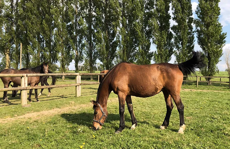 Quadrille de Coquerie, la mère de Coquin, dans les prés de son naisseur.