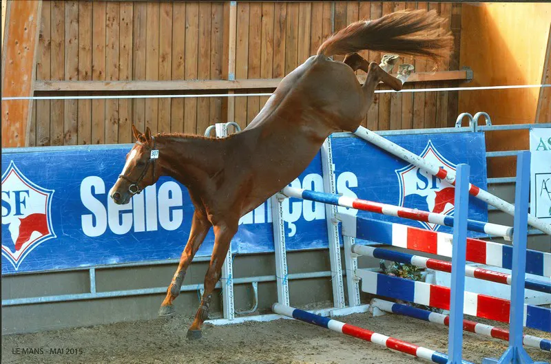 Le remarqué Candy de Nantuel, ici au Mans en 2015, est un petit-fils de Karma de Nantuel.