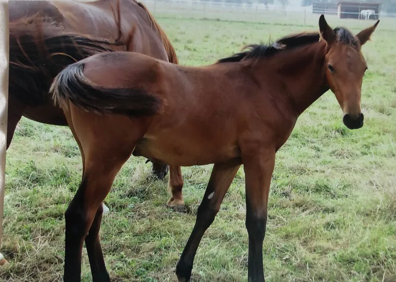 L'adorable Vital Chance*de la Roque alors qu'il n'était âgé que de quelques mois.