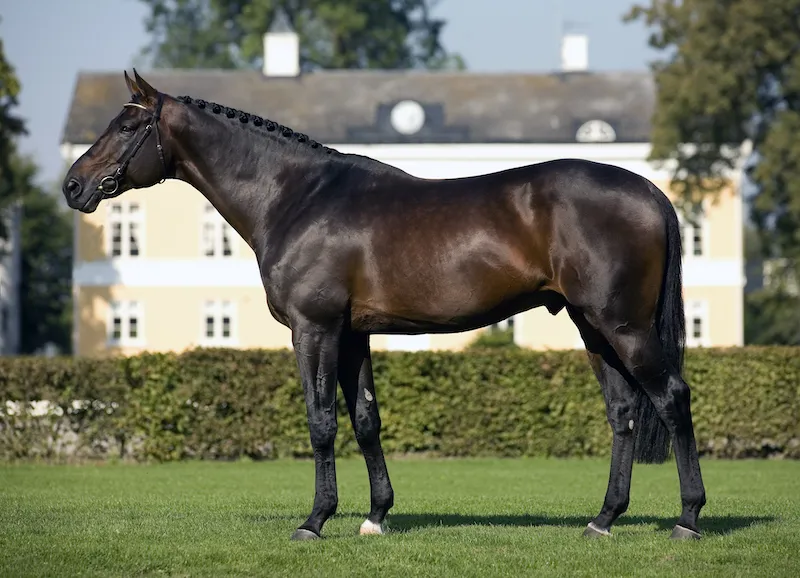 Ayant disputé les JO en 2008, Jaguar Mail, frère utérin de Katchina, réussit une très belle carrière d’étalon, en jumping et plus encore en complet.