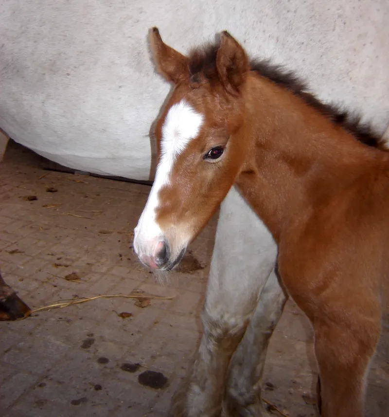 Jerenmias van het Hulstenhof peu après sa naissance chez Bernard Mols.