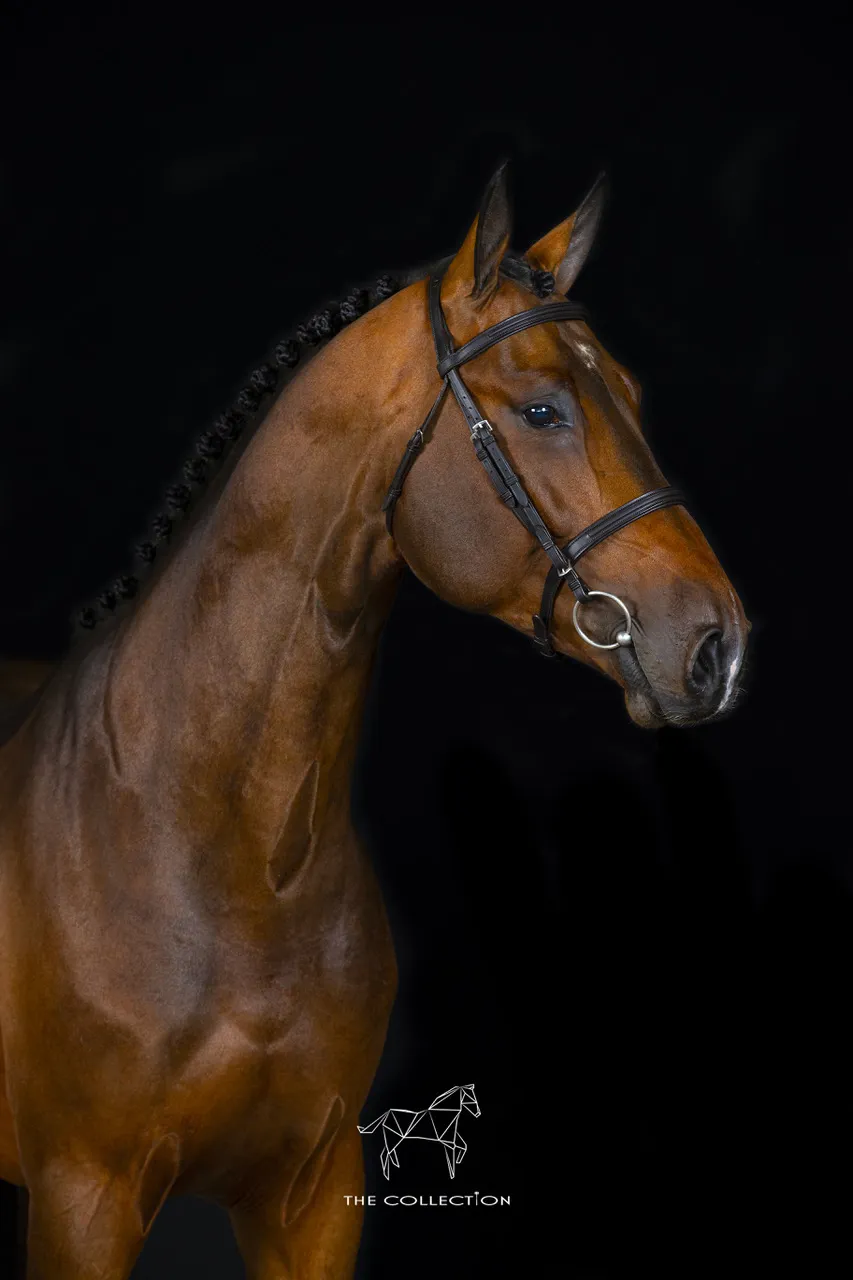 Corlou, top price des ventes, acquis pour un montant de 252.000€