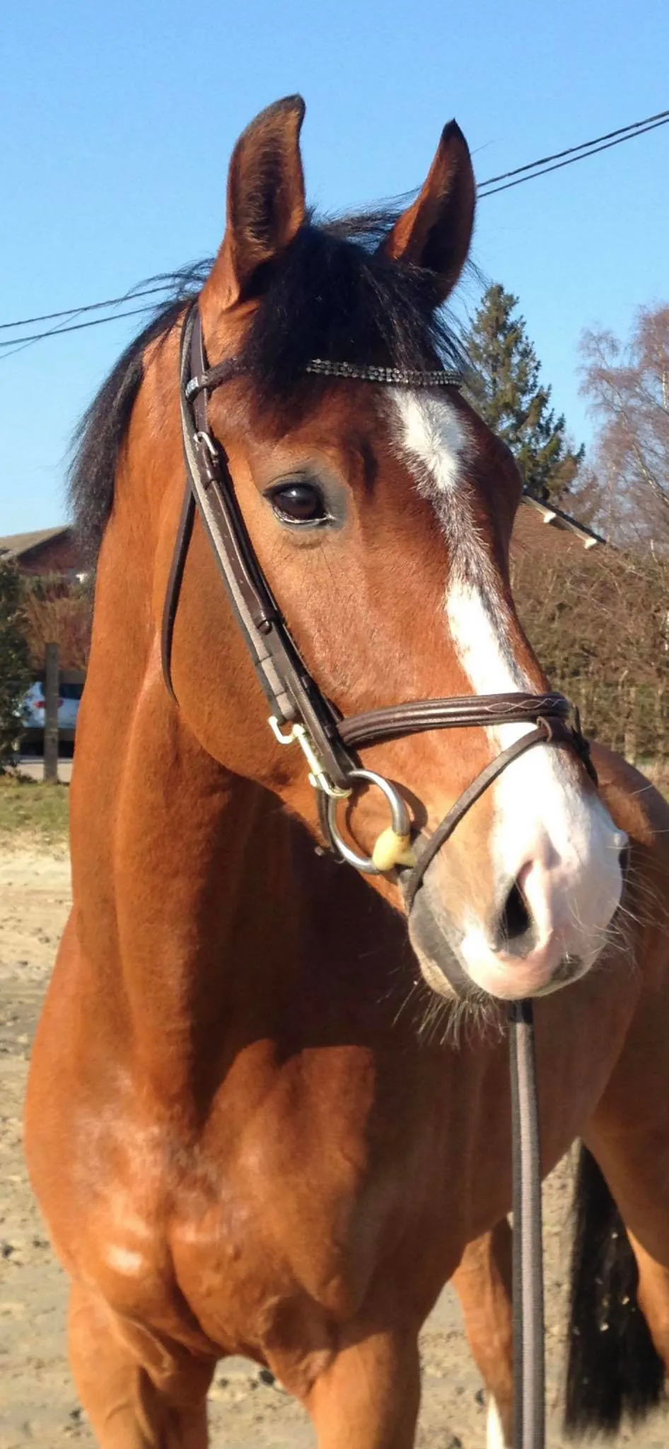 Le beau bai à la large liste blanche a été formé patiemment par la Belge Charlotte Philippe.