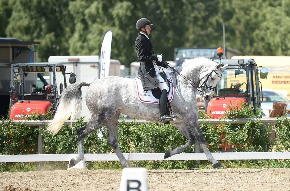 Stamina est apparue la tête dans le poitrail sur le paddock du CDIO 5* de Falsterbo.