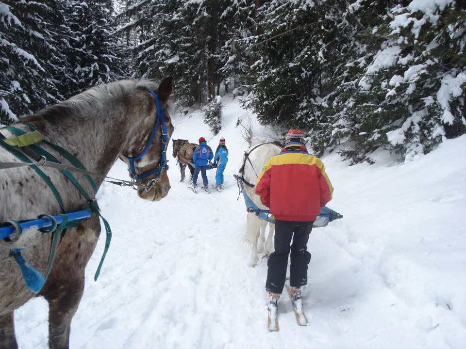 Le ski-jöring peut se pratiquer seul ou en binôme. 