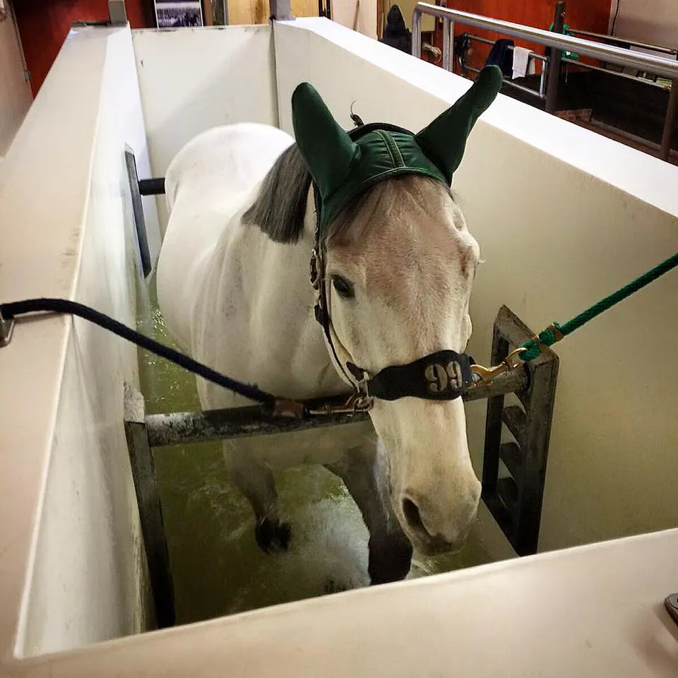 Papillon Z profite de ses vacances en Normandie.