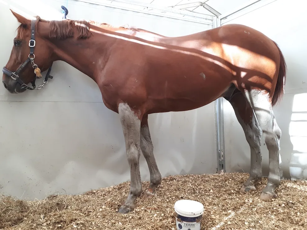 Moins connus, les emplâtres de boue de la mer Morte – faciles à enlever – font leur entrée dans le répertoire des soins équins.