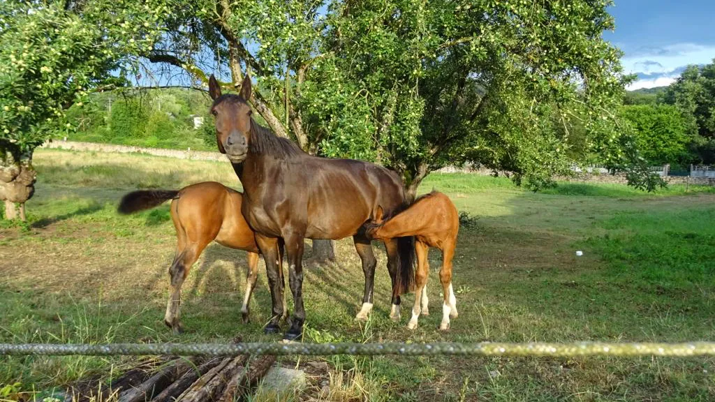 Ici à droite, Il Jump du Sornin est aux côtés de sa mère adoptive Latina A et sa fille Illusion du Sornin. 