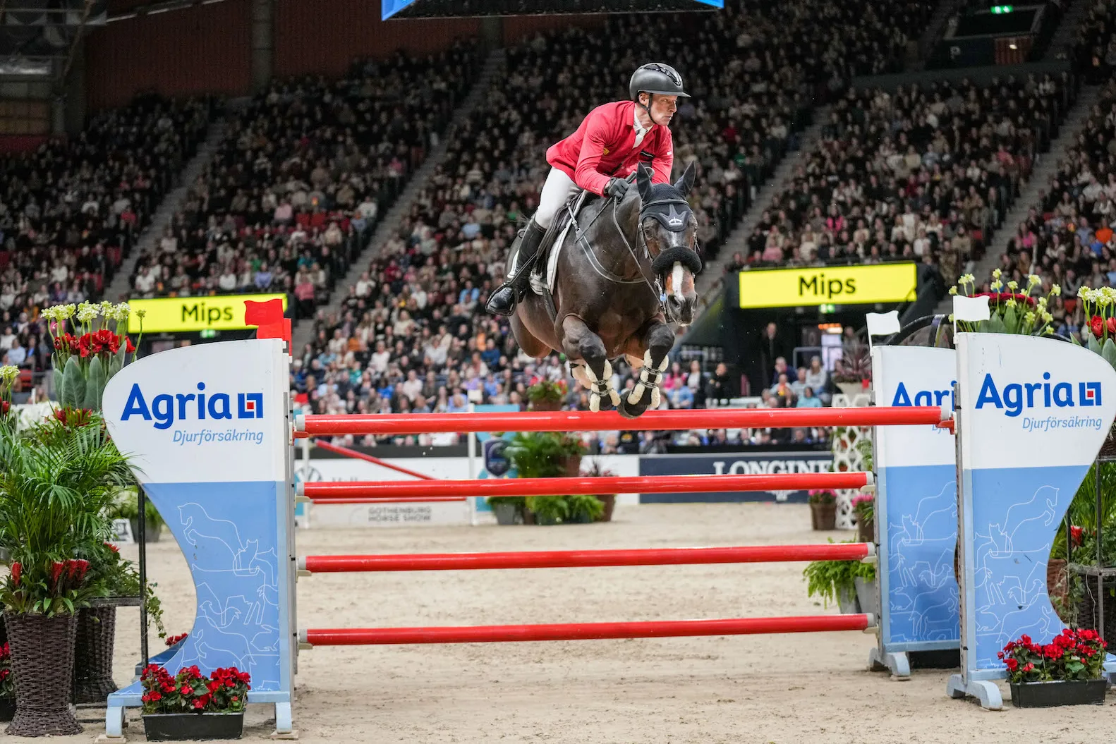 Magnifique deuxième place pour Pius Schwizer et Vancouver de Lanlore.