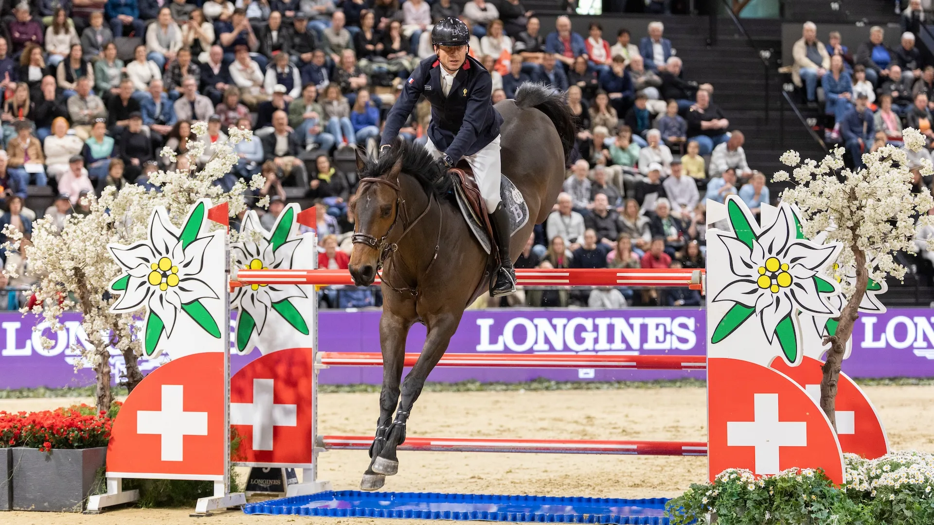 Depuis Albfuehren's Paille de la Roque, aucun Selle Français n’avait réussi à mener son cavalier au sommet du podium. 