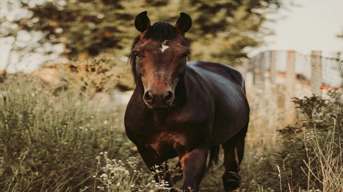 Après avoir été expose à un incendie, ne pas hésiter à laisser son cheval vivre en extérieur afin qu'il puisse profiter du grand air.