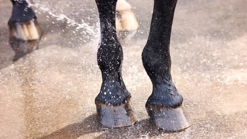 Pour prévenir l’apparition d’une inflammation des tendons, les professionnels conseillent de doucher la zone à l’eau froide après chaque séance intense.